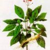 Ginseng Extract