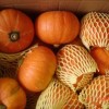 A large number of export: Dongsheng pumpkin pumpkin