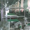 Pig carcass processing conveying systems