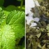 Lemon Balm Extract / Melissa Extract / Rosmarinic Acid