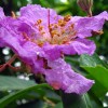 Banaba Leaf Extract