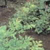Black Cohosh extract