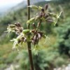 Silene otites Extract