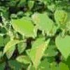 Resveratrol