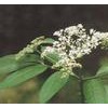 Elderberry Anthocyanin 