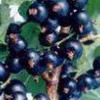 Black Currant Extract