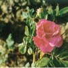 Wild rose extract