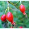 Rose Hip Powder