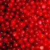 Lingonberry Powder
