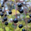 Prunus padus Extract