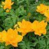 Trollius Chinensis P.E.
