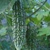 Balsam Pear Extract