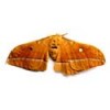 Male Silk Moth Extract