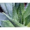 Sell Aloe extract(100x,200x powder,aloin)