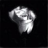 rose famous floil painting