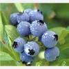 Blueberry anthocyanin