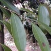 Ethyl cinnamate