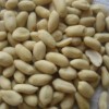 supply blanched peanuts
