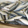 Sell frozen pacifci mackerel from China