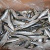 Sell sardine fish