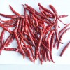 red chili supply