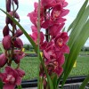 Cymbidium