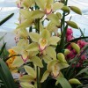 Cymbidium