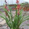Cymbidium