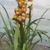 Cymbidium