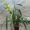 Cymbidium