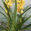 Cymbidium