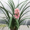 Cymbidium