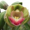 Cymbidium
