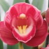 Cymbidium