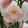 Cymbidium