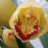 Cymbidium