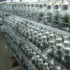 Phalaenopsis tissue culture seedlings