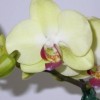 Dtps.Fortunate Saltzman