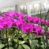 Phalaenopsis