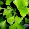 Ginkgo Flavone Extract