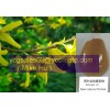 St. John's Wort P.E.