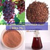 Grape Seed P.E.