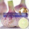 Garlic Extract