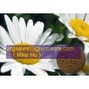 Feverfew Extract