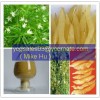 Asparagus Root Extract