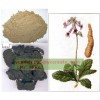 rehmannia root extract