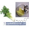 Apigenin 98%, natural extract