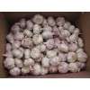 Supply China exports regular white fresh garlic