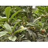 Eriobotrya japonica leaf extract & Ursolic acid