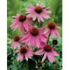 Echinacea Purpurea extract